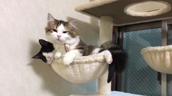 眠る2匹の猫