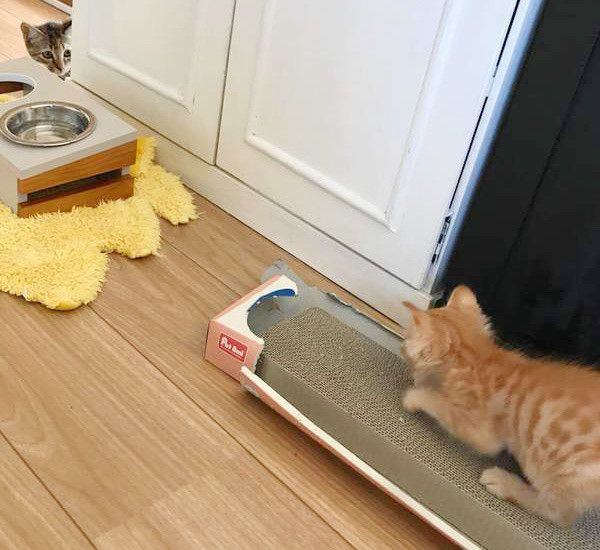 見つめ合う猫