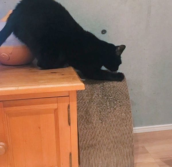爪をとぐ猫