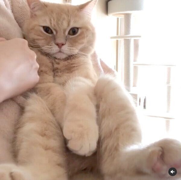 抱っこされるモフくん