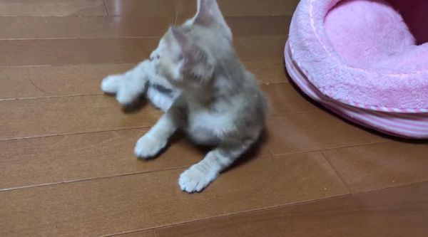 眠る猫