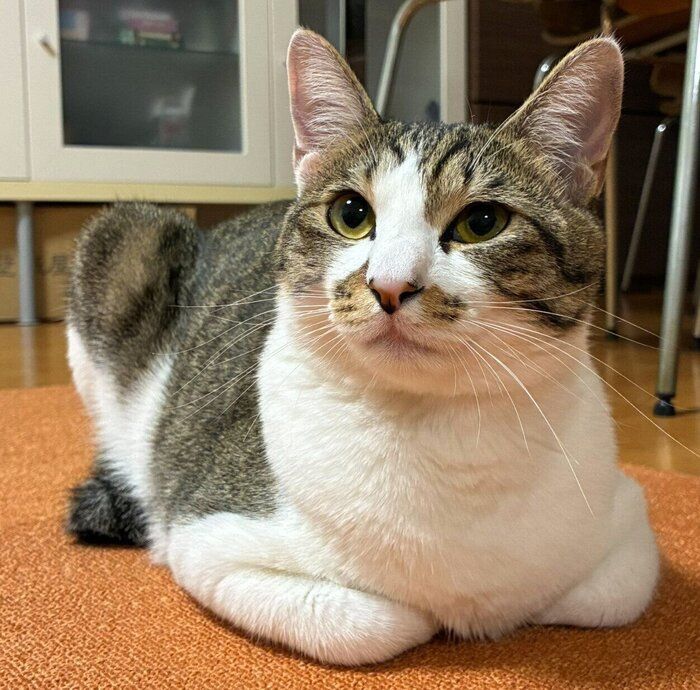 まったりするおもちくん