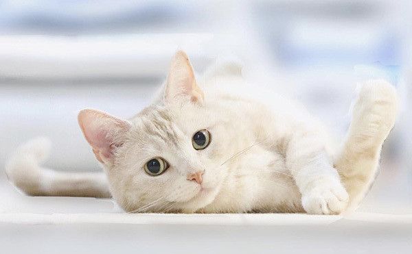 見つめる猫