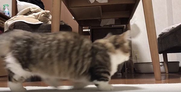 歩く猫