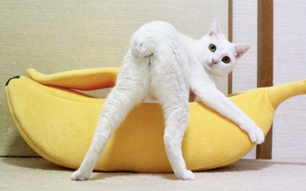 見つめる白猫
