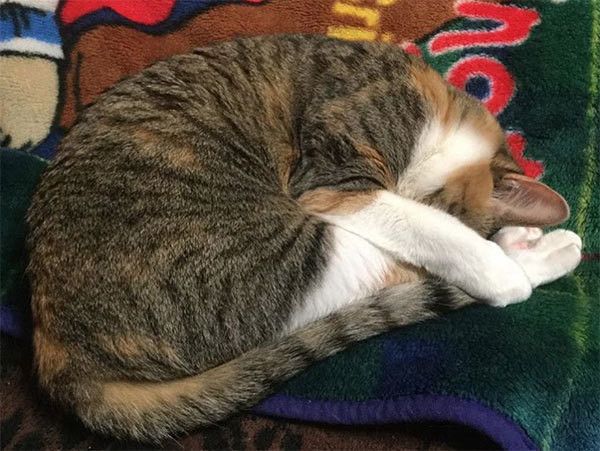 眠る猫