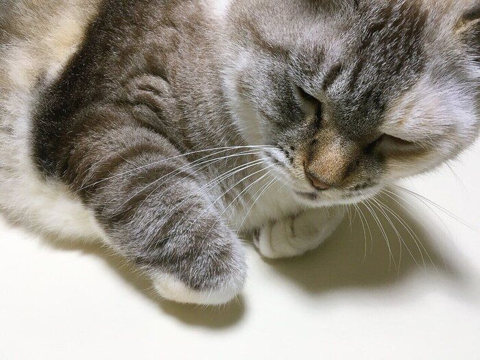 まったりするすずちゃん