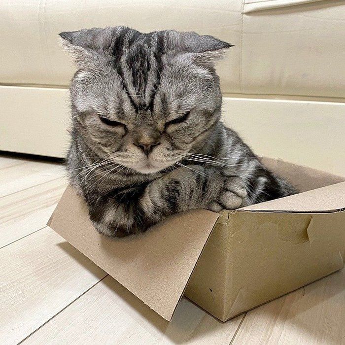 @tacos_cat