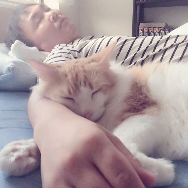 腕枕で眠る猫