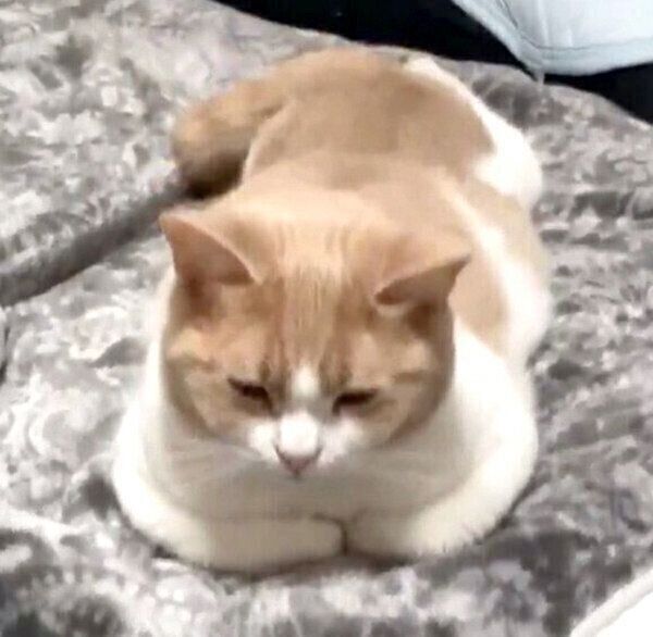 ユニークなポーズでくつろぐちょみーちゃん