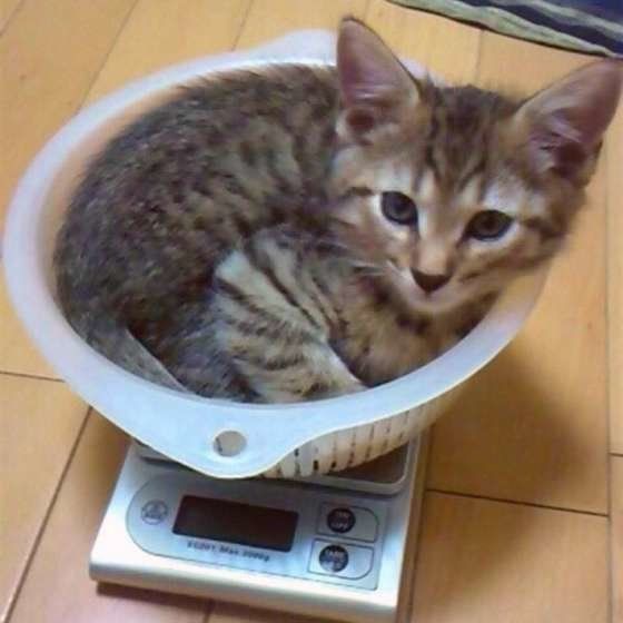MIX・ルフィーくん・体重計
