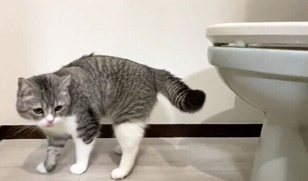 人間のトイレでうんちをするもち様