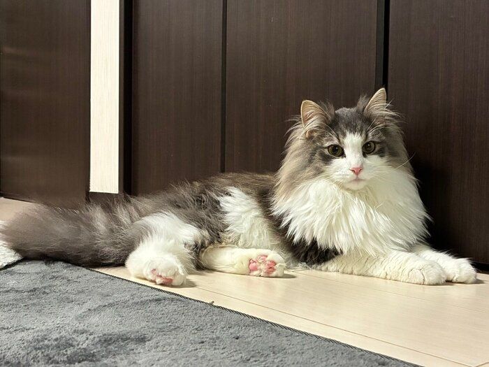 くつろいでいるノルウェージャンフォレストキャット