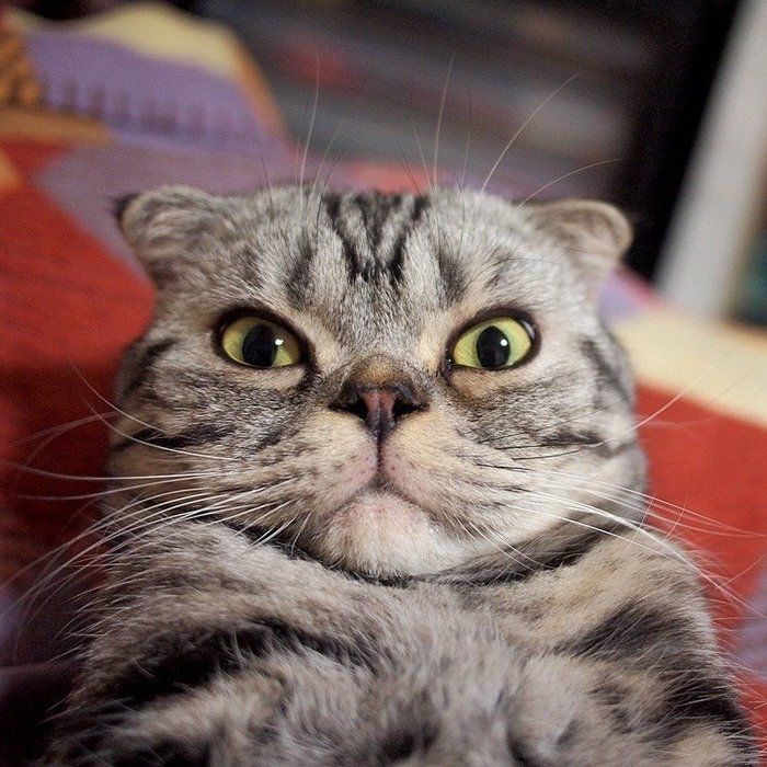 @tacos_cat