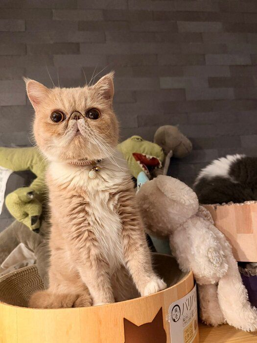 飼い主を見るエキゾチックショートヘア