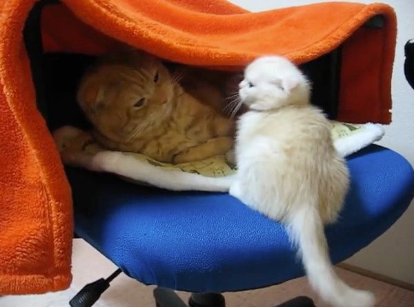 2匹の猫
