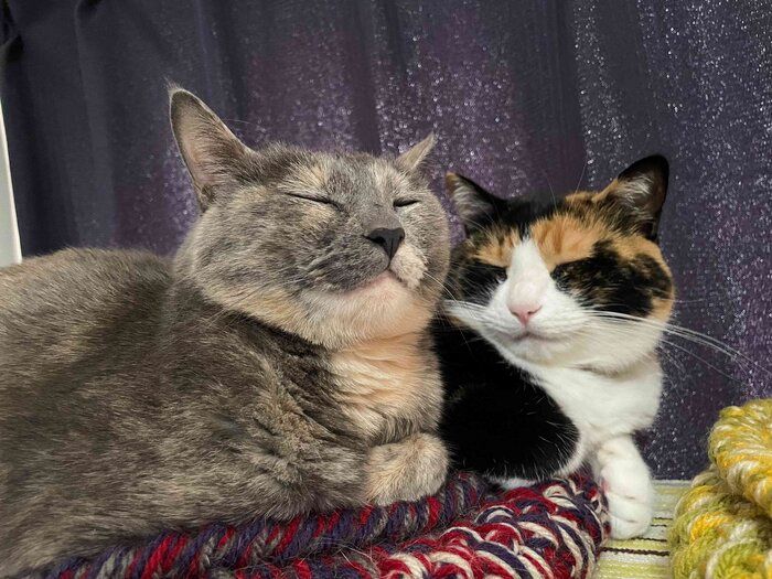 くっついて眠る2匹の猫