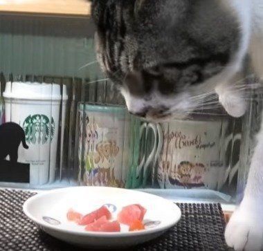 猫 リキちゃん