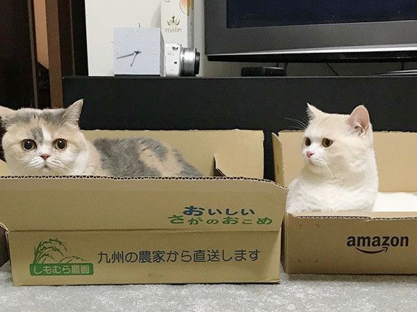 マンチカン