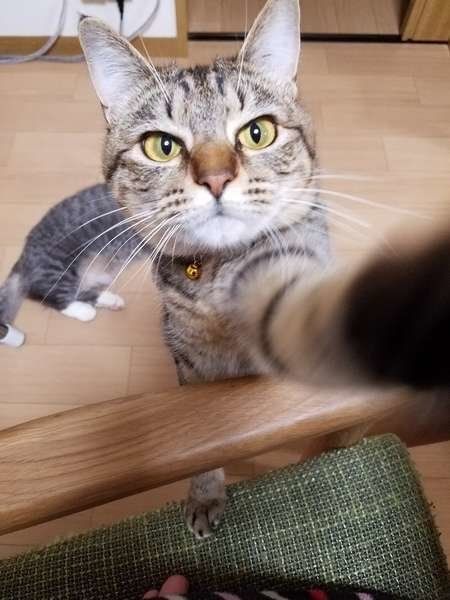 エィ!