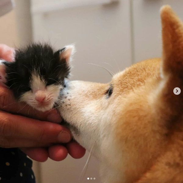 突然出会った4匹の子猫
