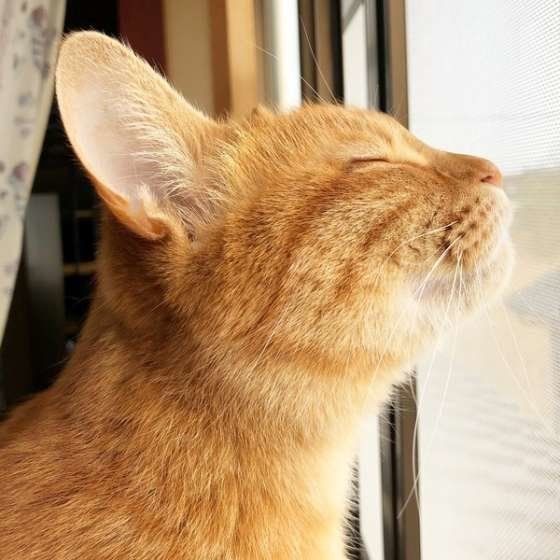 茶トラ