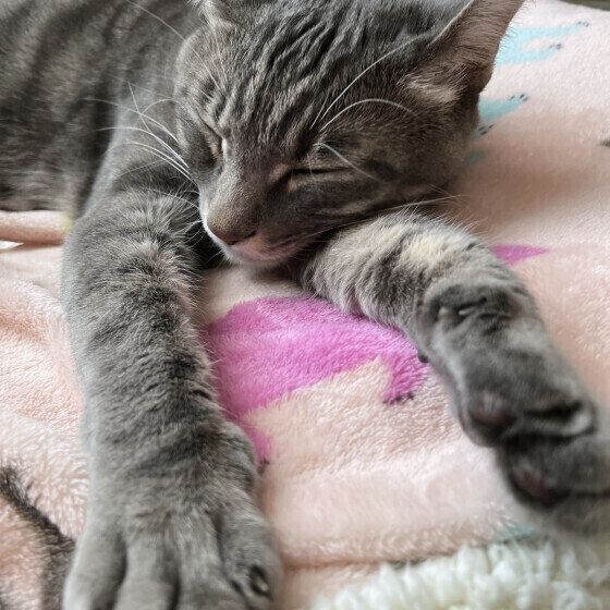 手を前に出して寝るサバトラ猫