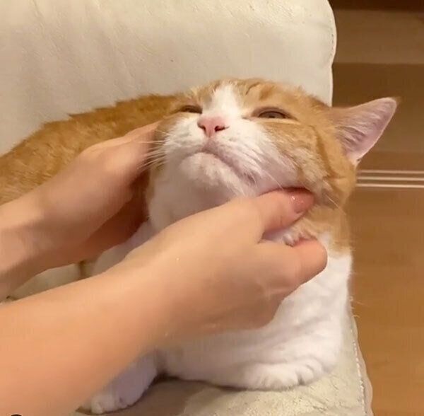 フェイスマッサージをしてもらうきなこちゃん