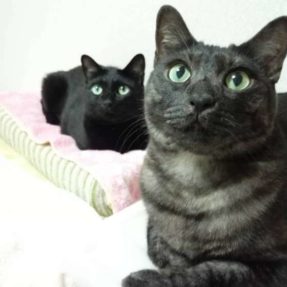 2匹のキジトラ