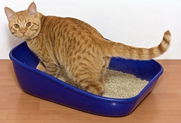 トイレをする猫