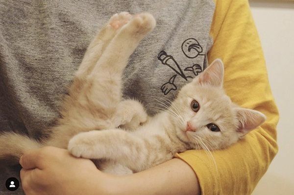 ねくすちゃん