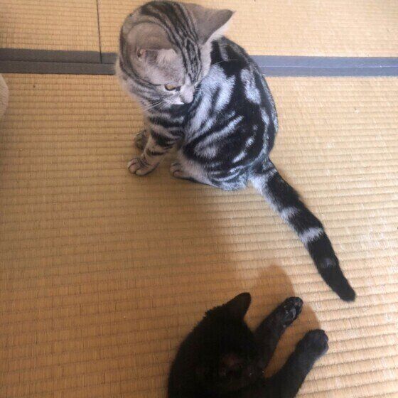 しっぽで遊ぶアメリカンショートヘア(メス)