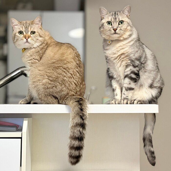 座っている2匹の猫