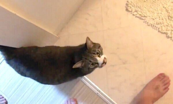 「にゃー!」と鳴きながら飼い主さんを見つめるちゃむのすけくん