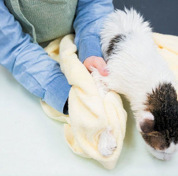 タオルで拭かれる猫