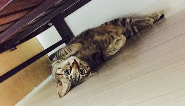 見つめる猫