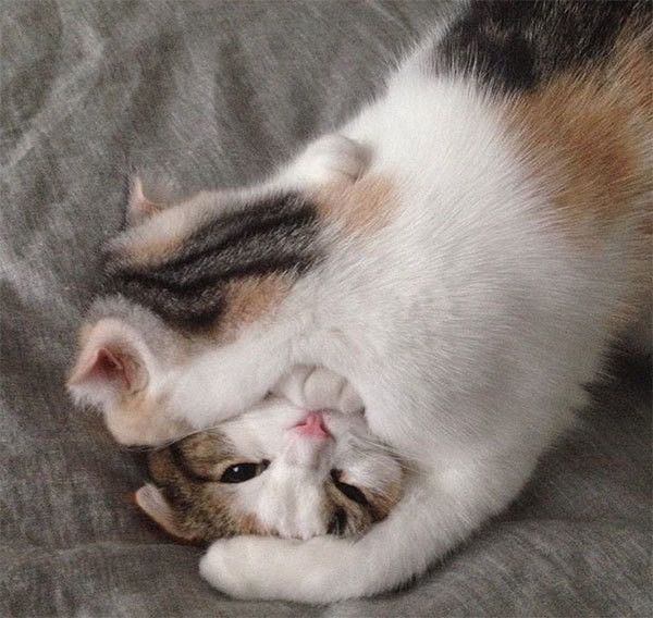 見つめる猫