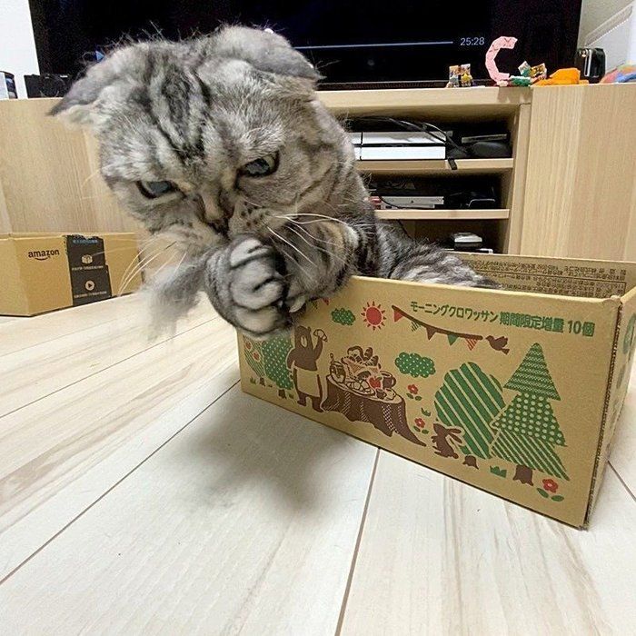 @tacos_cat