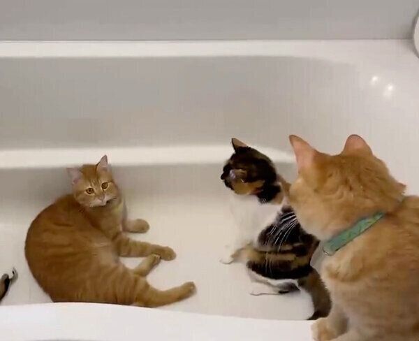 浴槽の中でまったりする猫たち
