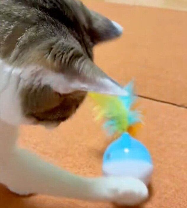 知育玩具からおやつを出すおもちくん