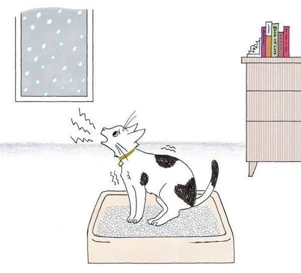 冬に注意したい猫の病気「尿石症」とは