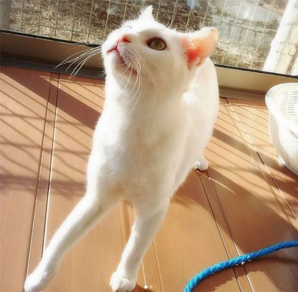 立ち上がる猫