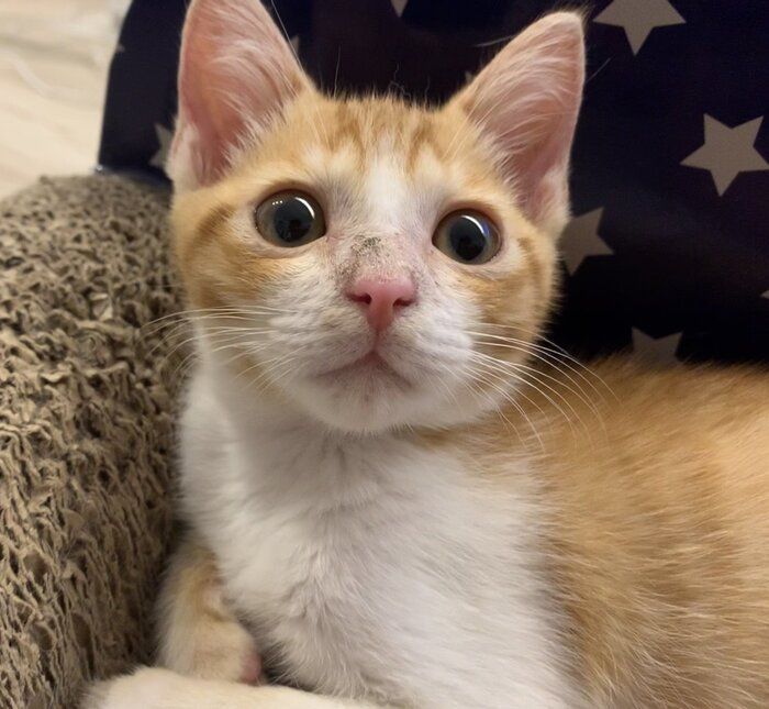 顔の傷がだんだんとよくなってきたころの卍丸くん。