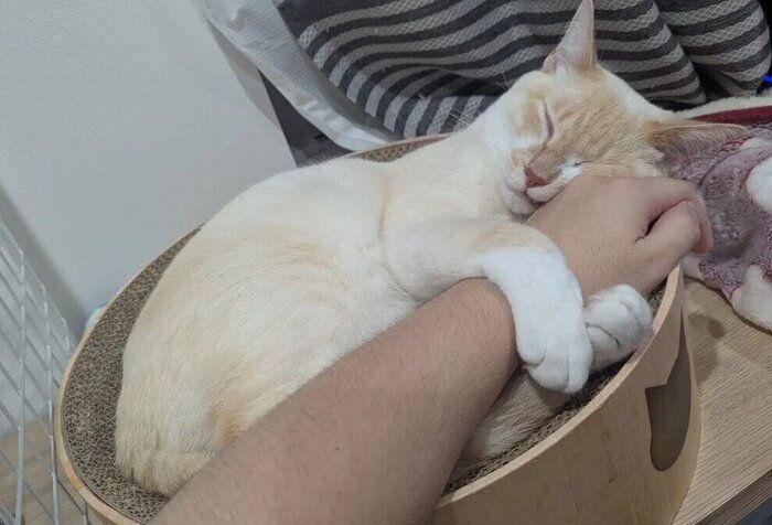 飼い主の腕に抱きついて眠る猫