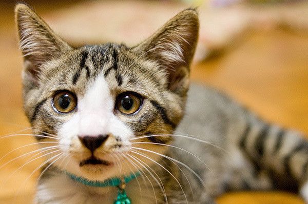 見つめる猫