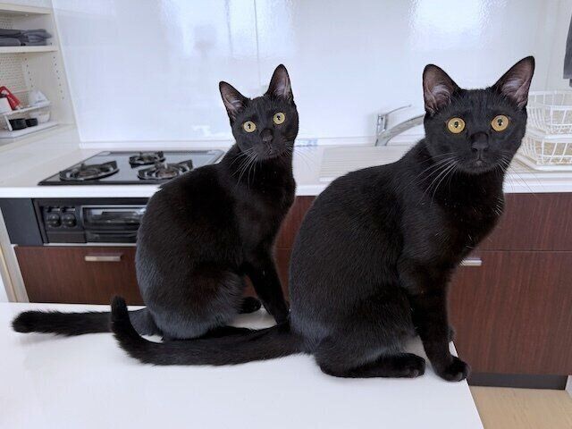 1才になった2匹