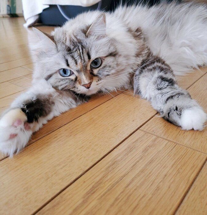 床に寝そべるサイベリアン