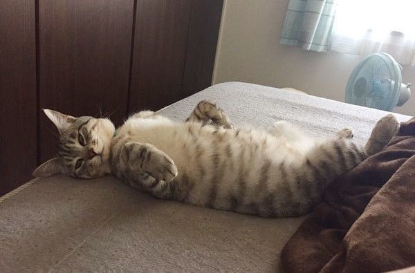 へそ天する猫