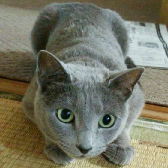 獲物を狙うロシアンブルー