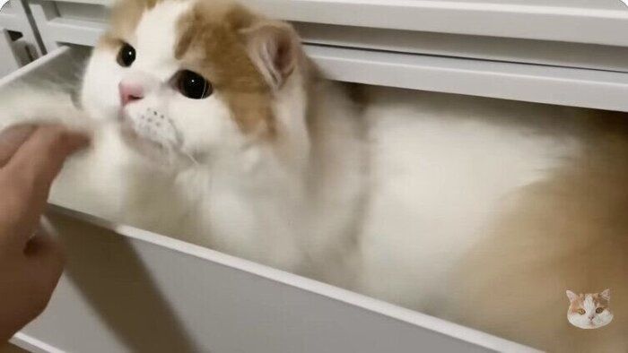 引出しから猫パンチするレモンさん(スコティッシュフォールド、オス)